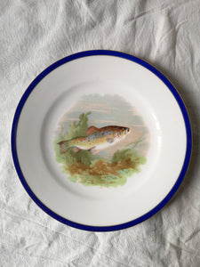 Piatti porcellana pesci